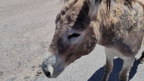 Donkeys - Beatty NV US 95 - 20230619 - 1