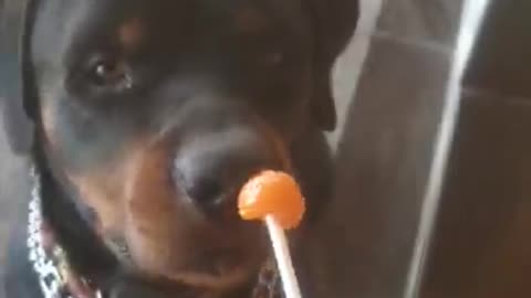 Dog eating lollipop 🍭 🐕🐶🐶