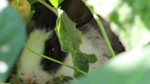 Rabbits Eat Gardens