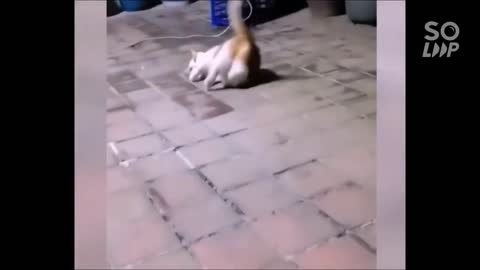 Best cat funny video in 2022