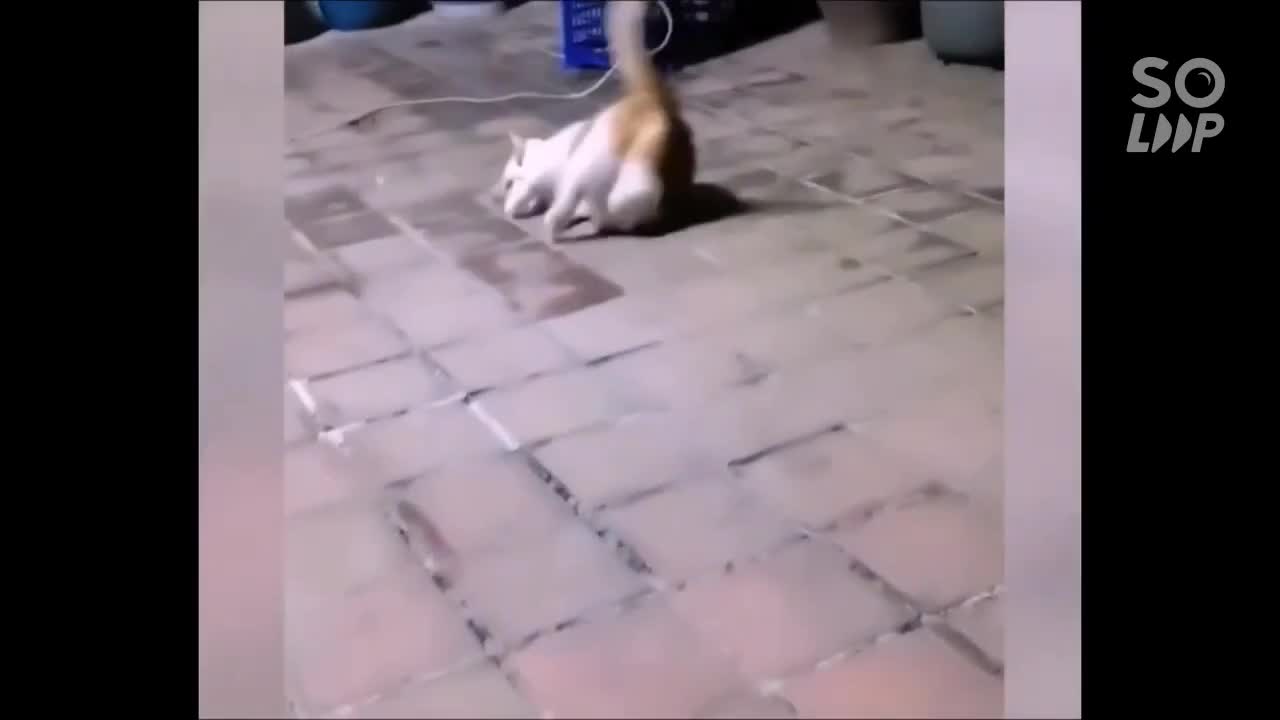 Best cat funny video in 2022