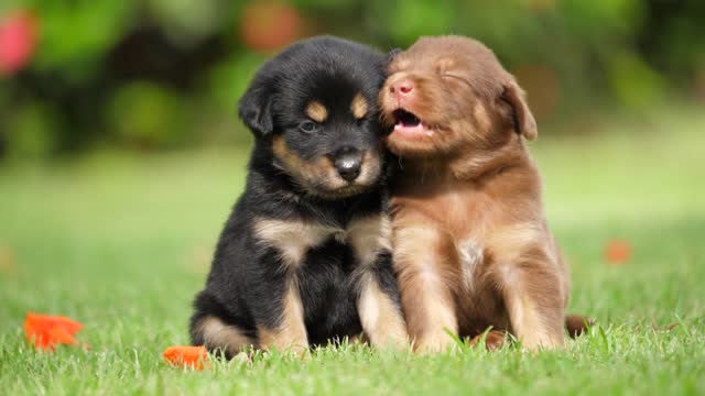 cachorros lindos