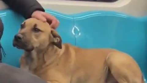 Funny And Cute Animals Short #103