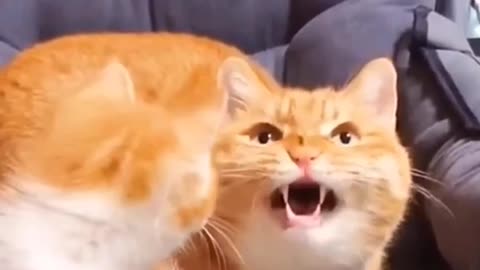 Cat's cute funny moments