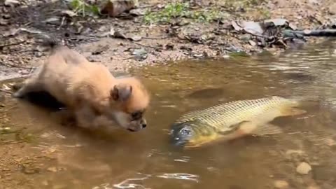 A small dog and a fish