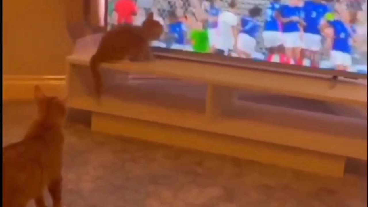 Funny moment cat