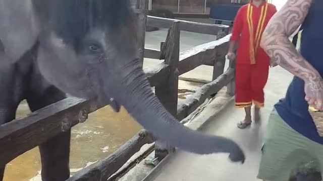 Couple scolds a boy who pretends he is going to punch an elephant