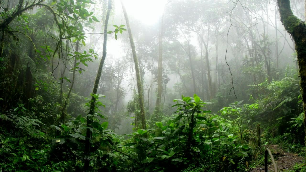 Rain in the woods. Sounds and quiet music