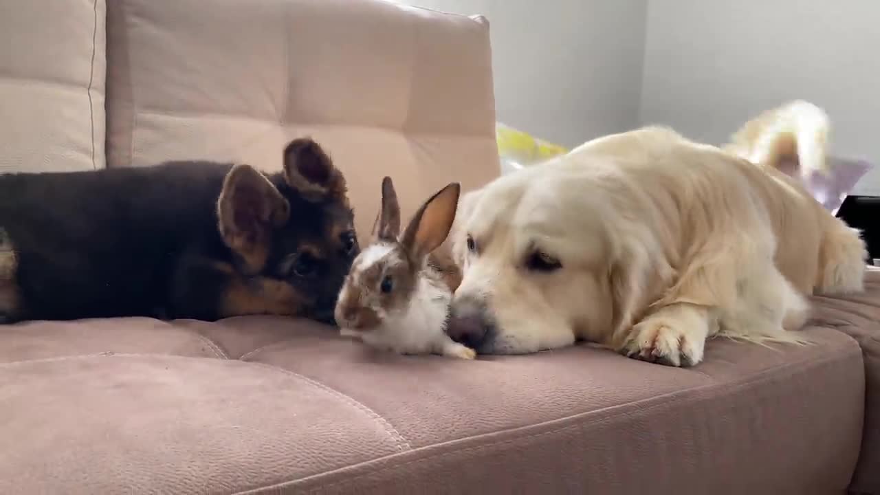 Golden Retriever and German Shepherd Puppy Meet New Baby Rabbit