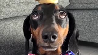 Dachshund Balances Mini Pies on Head