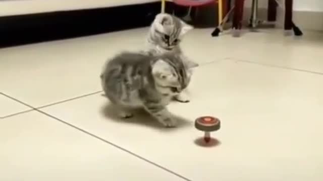 Cat Playing with Toys