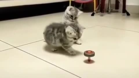 Cat Playing with Toys