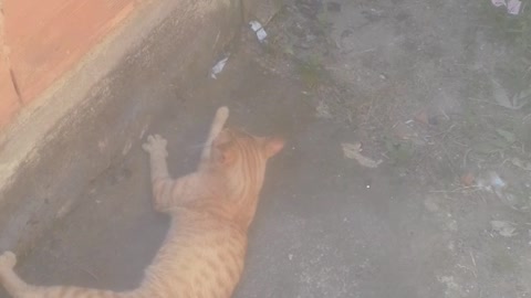 Cats funny cats songs