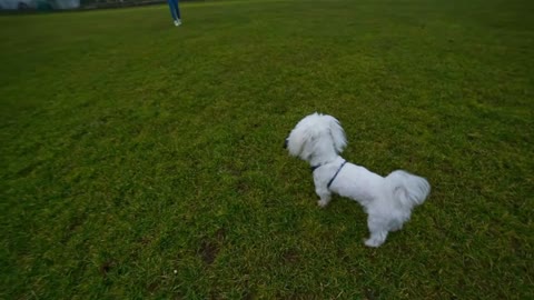 Cute Maltese from above. Wide direct above shot of cute puppy on green grass