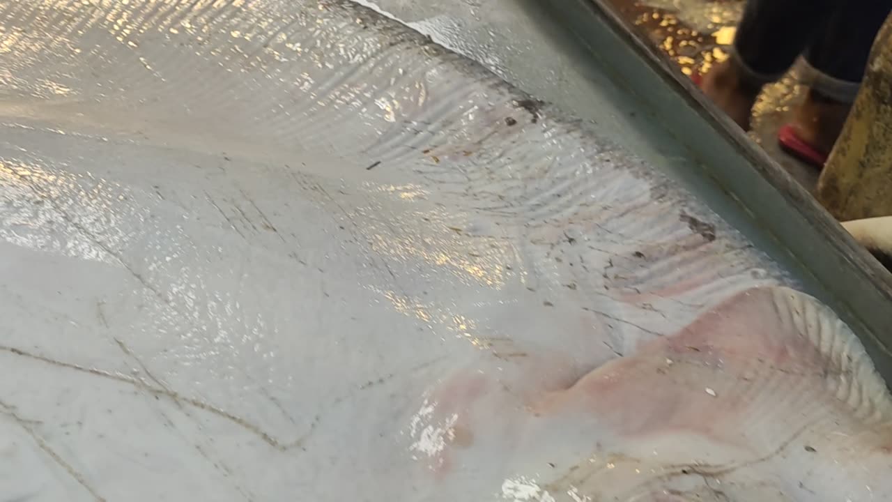 Giant Stingray Fish Video In Fish Market l Big Shapla Pata Fish Best Video