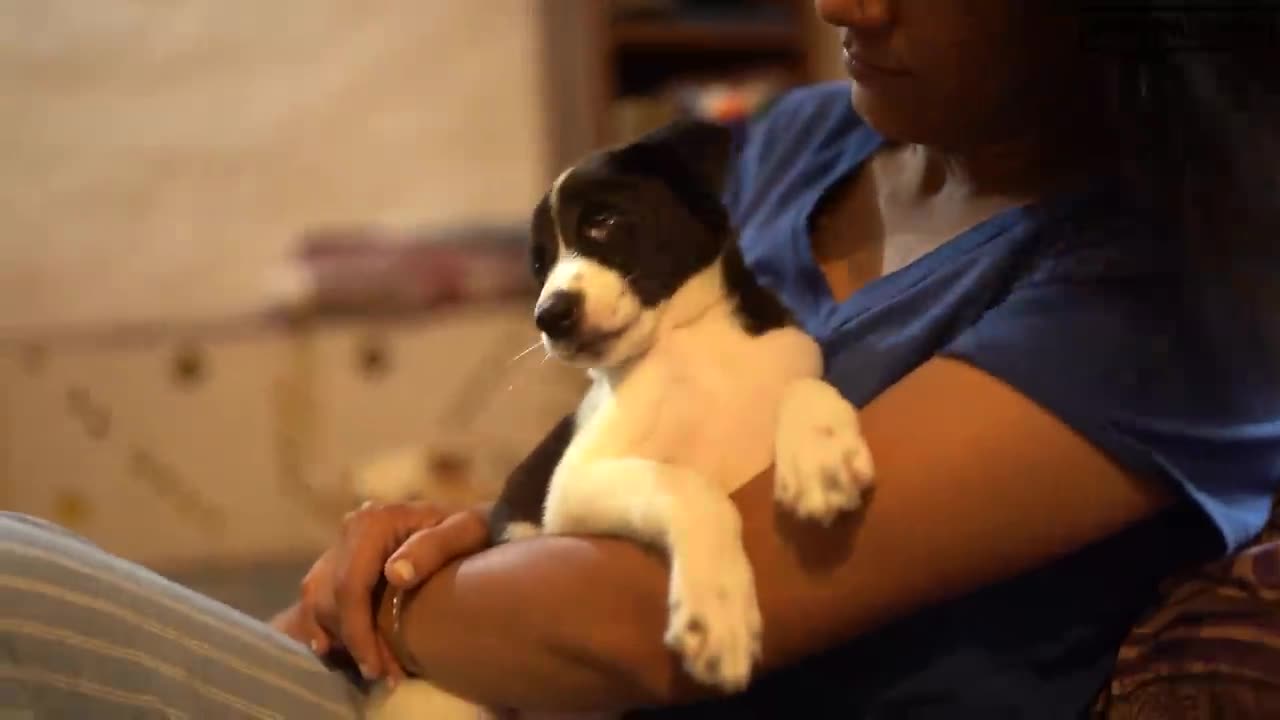 The dog with half face, but full feel good recovery