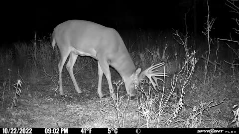 Big Canadian whitetail