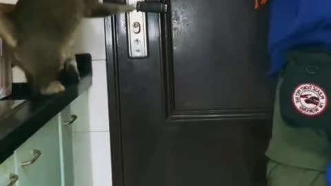 Cat trening to men door unlocked