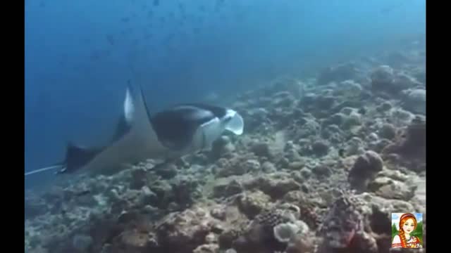 SEA SKATES.MANTA-SEA DEVIL.