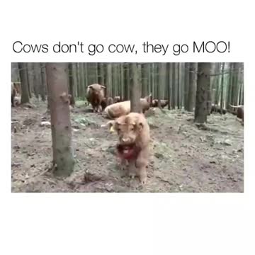 Cows MOOOO