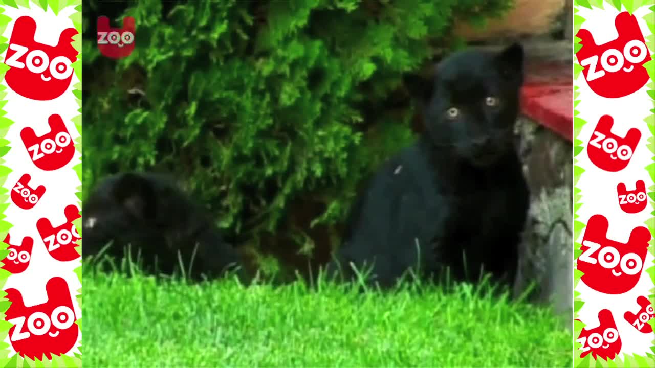 Baby Black Panthers From Mexico