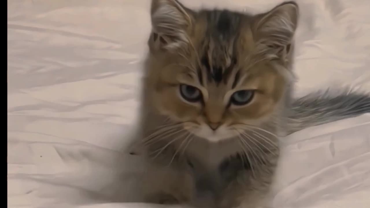 Funny cute 🥰🥰 cat videos 🐈