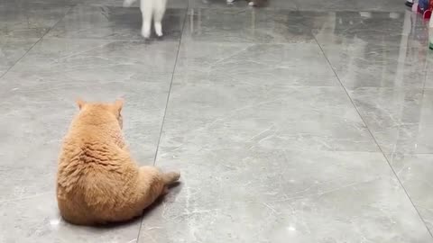 Funny cat video