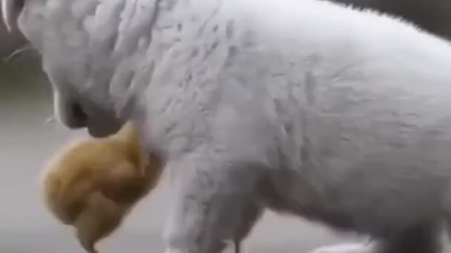 CUTE PUPPY PLAYING WITH CUTE LITTLE CHICKS