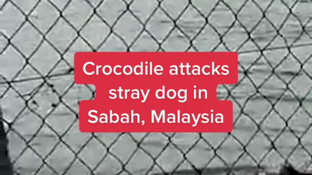 Crocodile attacks stray dog inSabah, Malaysia