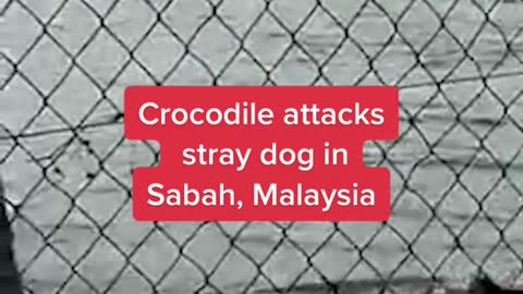 Crocodile attacks stray dog inSabah, Malaysia