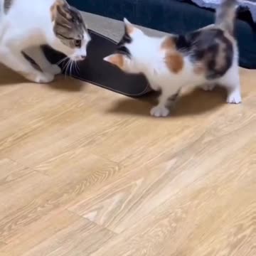 Fanny Cat Video and Cute Cat Video