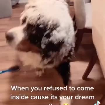 when you refuse to come inside cuase of your dream weather.mp4