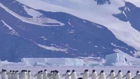 Penguins come out to play