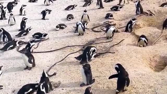 African Penguins in Dashi Beach, South Africa