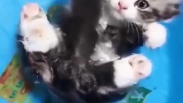 amazing funny cat