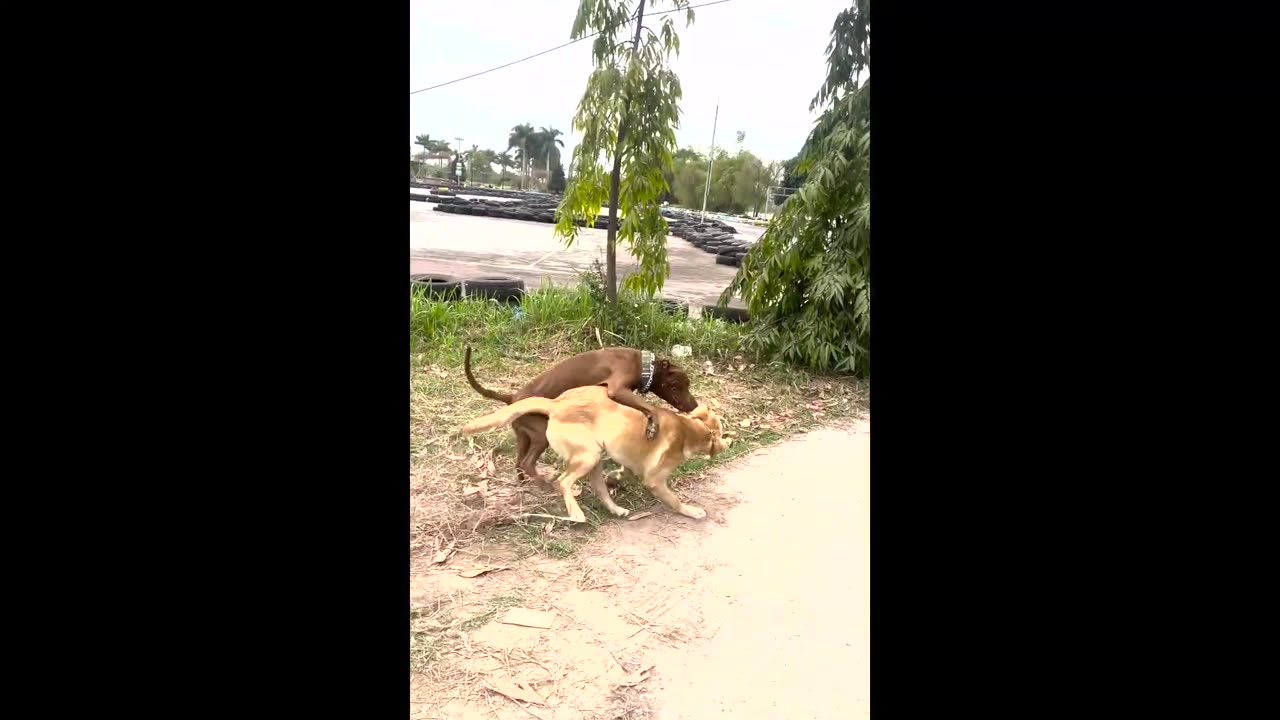 #Shorts #funnydogvideos #pitbulldog Hulk play with friend