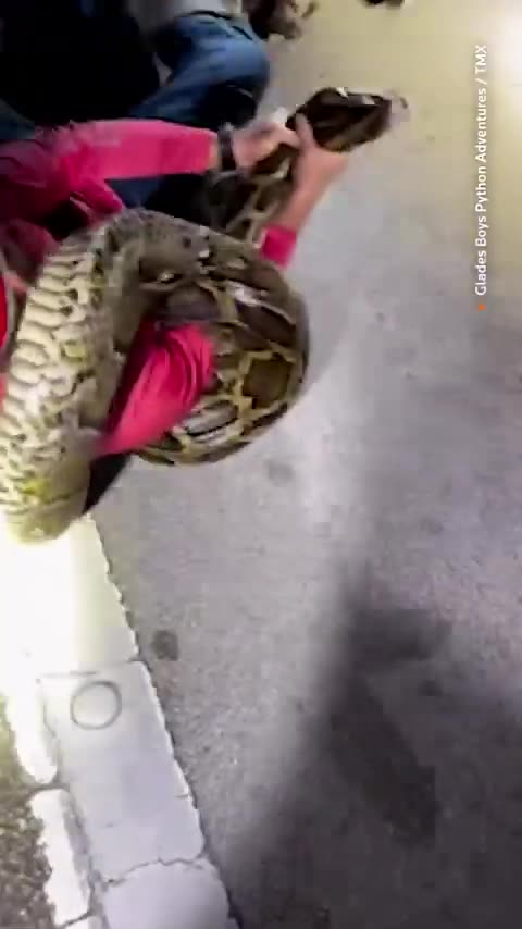Record-setting 19-foot python caught in Florida