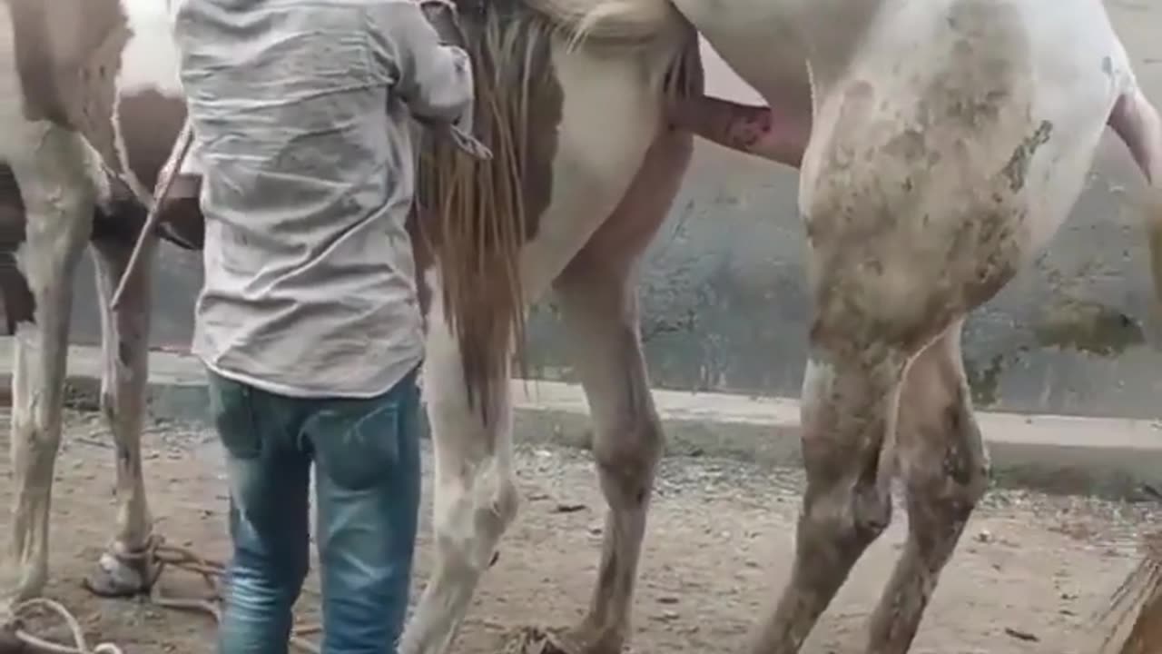 Lovely mating skills