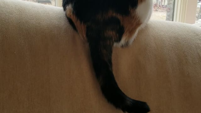 Mesmerizing cat tail wagging, Catflix, bird hunt, loaf