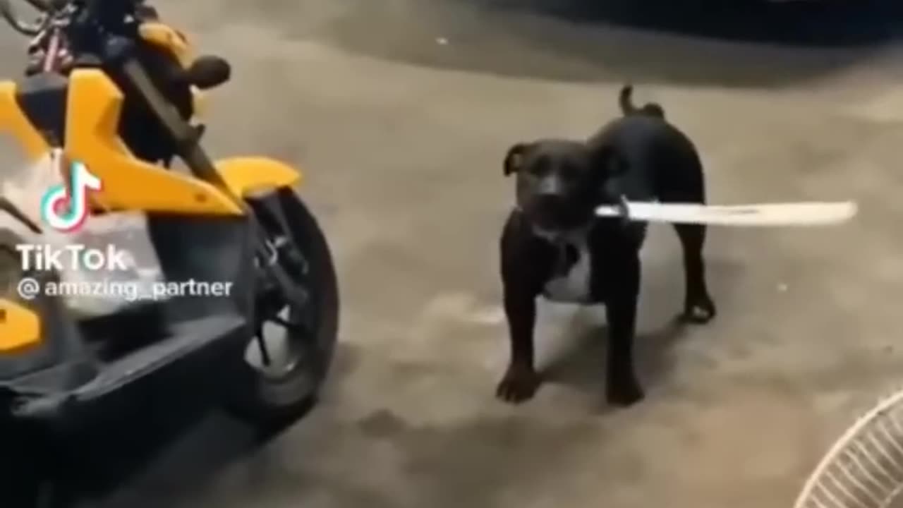 Cute and Funny Animal Video