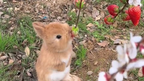 brownie bunny laying on a ground