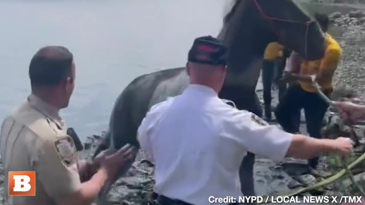 NYPD officers rescued a horse named "Bear" from sinking in the mud at a beach in the Bronx