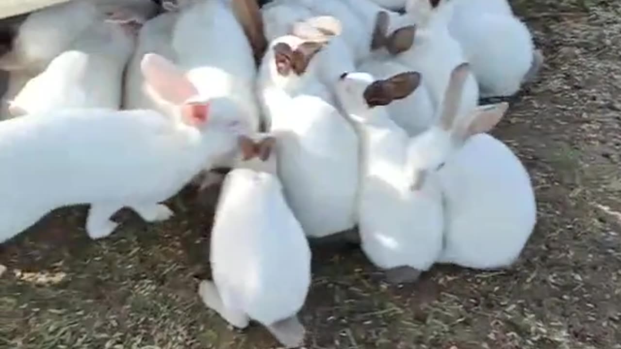 Rabbits 🐇 beautiful video