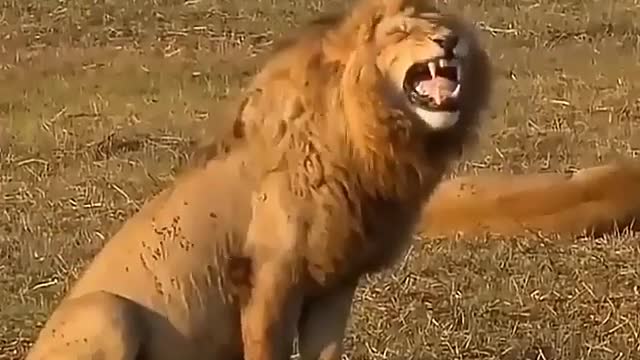 Look the lion is laughing!