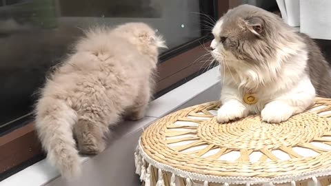 Funniest Animals 2023 😂 Funny Cats and Dogs 🐱🐶 | Funny Animal Videos #10