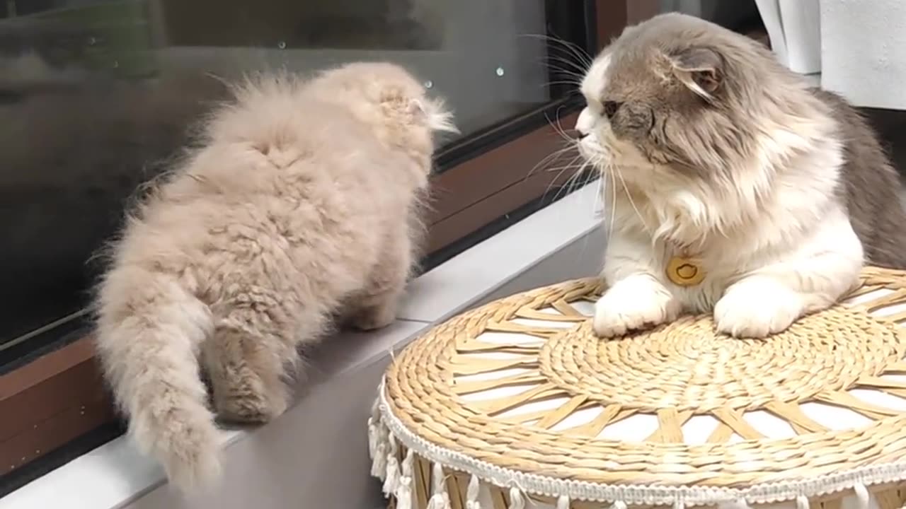 Funniest Animals 2023 😂 Funny Cats and Dogs 🐱🐶 | Funny Animal Videos #10