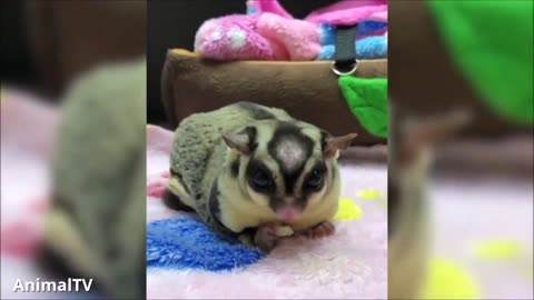 SUGAR GLIDERS Flying - Funny & Cute Compilation