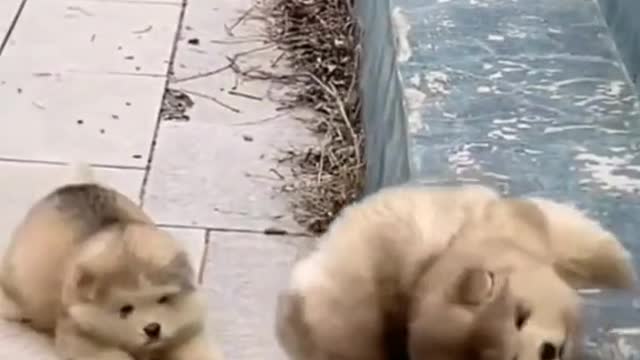 fyp fun memes cute petdog foryou funny pet
