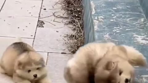 fyp fun memes cute petdog foryou funny pet