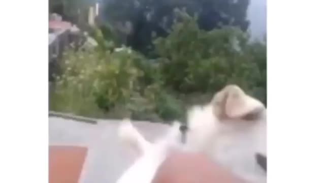 Man ♂️ is beaten by a dog😅😅🤣🤣